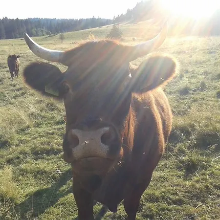 Haus Tannenhof Pensión Ibach